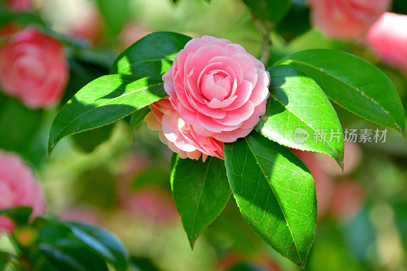 山茶花/日本山茶花花:红色，粉红色和白色